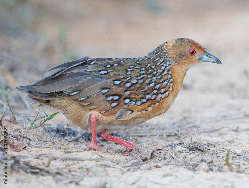 Obraz premium Ocellated Crake Close-Up Walking on Sandy Ground
