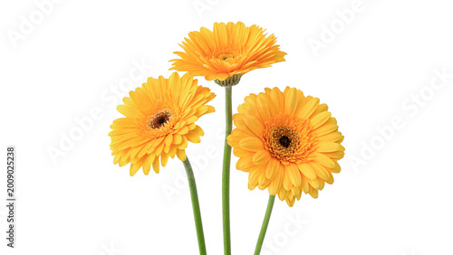 Фотография Three beautiful bright yellow gerbera daisy flowers with long stems in a simple