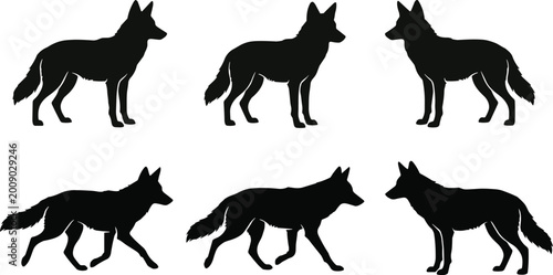 Photos Collection of wild coyote silhouettes in various standing and walking poses isol