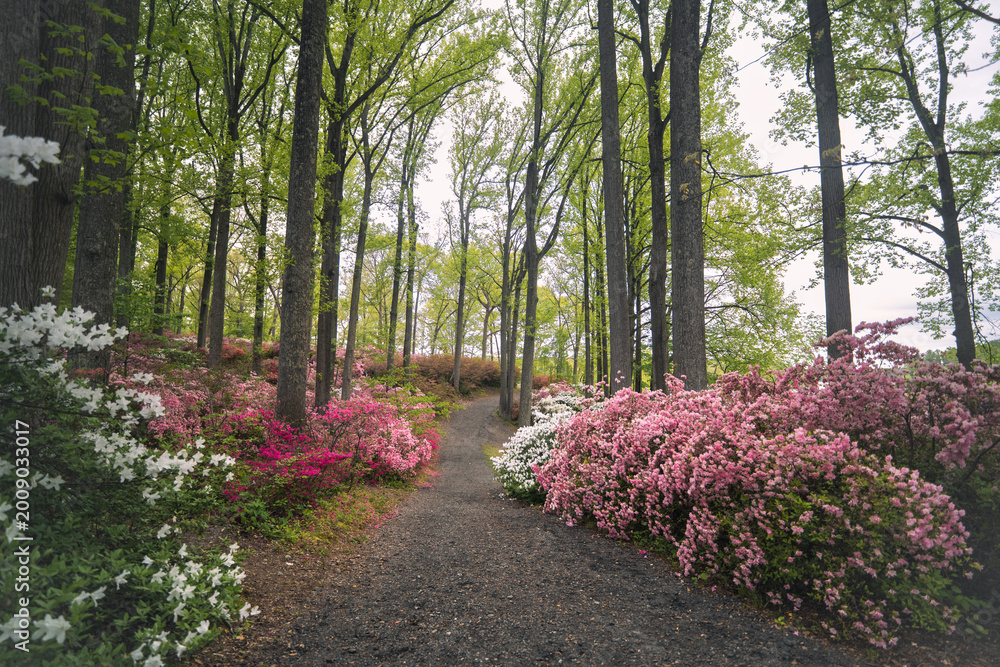 Fototapeta premium Forest path lined with red and white azaleas at Brighton Dam Azalea Garden
