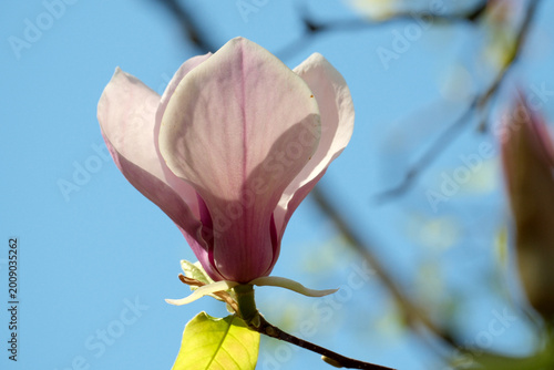 Foto Blooming magnolia blossom under a clear blue sky welcomes spring