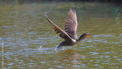 Φωτογραφία Cormorant taking off inflight to flight in a splashing event.