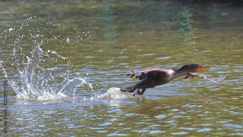 Εκτύπωση καμβά Cormorant taking off inflight to flight in a splashing event.