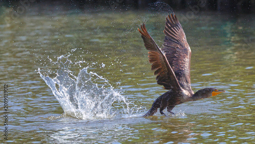 Billede på lærred Cormorant taking off inflight to flight in a splashing event.