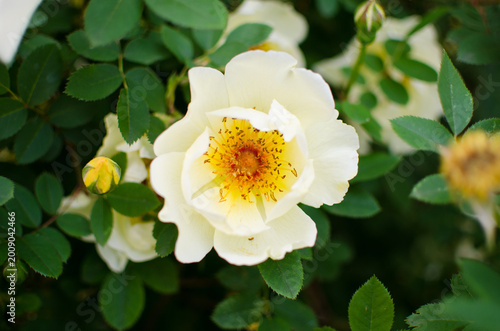 White wild rose flower macro closeup