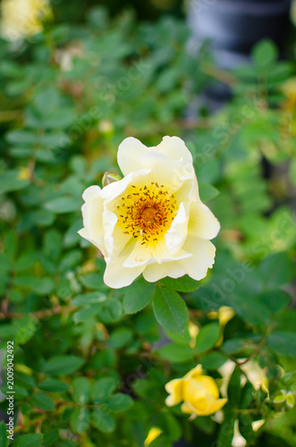 Wild rose flower with green leaves