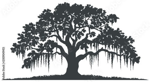 Schilderij op canvas Majestic live oak tree silhouette, detailed southern oak with draping Spanish mo