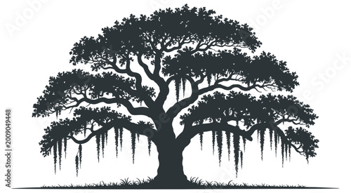 Foto Majestic live oak tree silhouette, detailed southern oak with draping Spanish mo