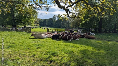 Cattle Resting in Parkland at Beningbrough Hall, Yorkshire