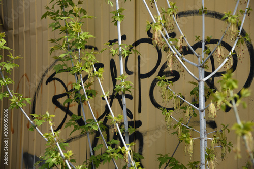 Fotografie wrought iron fence with flowers