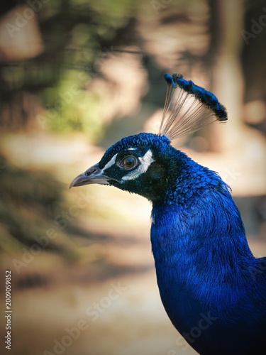 Blue Indian Peacock Portrait Close-Up