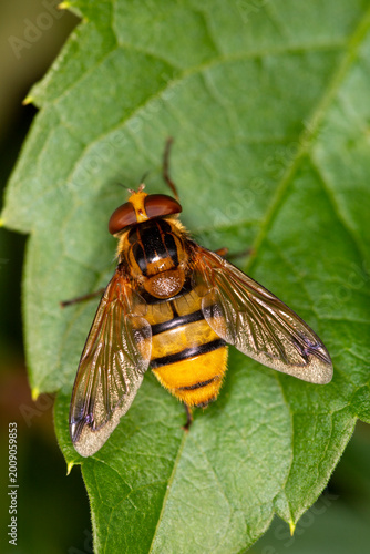 Photography Lesser Hornet Hoverfly Volucella inanis
