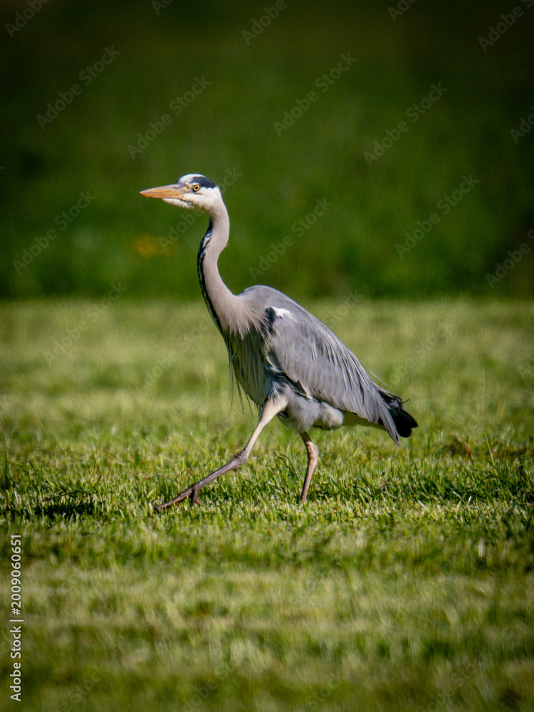 Fototapeta premium grey heron (Ardea cinerea)