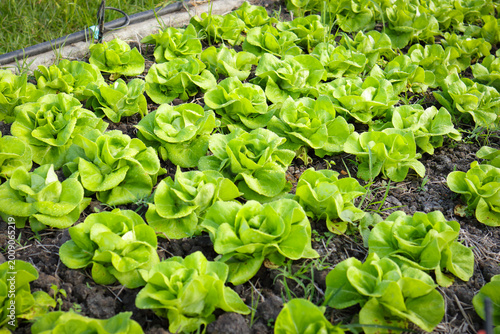 Tableau sur toile Green butterhead lettuce growing in organic farm soil, fresh salad vegetable garden concept