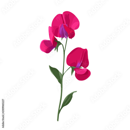 Tableau sur toile Clean 2D flat vector depiction of a Sweet Pea Flower, designed in minimalist modern style with white background