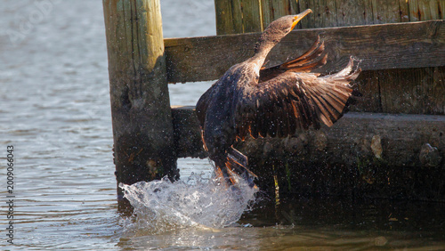 Quadro em tela Cormorant taking off inflight to flight in a splashing event.