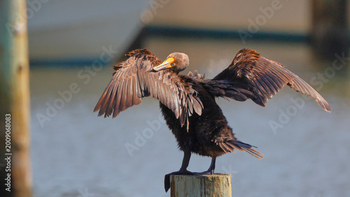 Photos Cormorant seabird sunning and preening itself perched on marine pile on