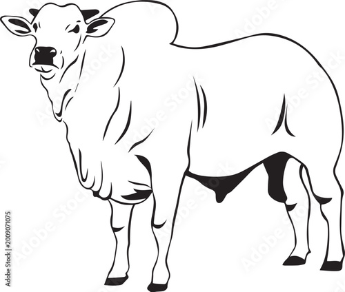 Photos Silhouette of a majestic brahman bull standing in profile against a white backgr