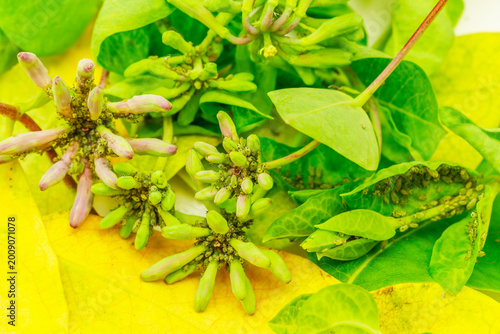 Garden plants showing signs of insect infestation and undersized growth during the summer months in a home garden