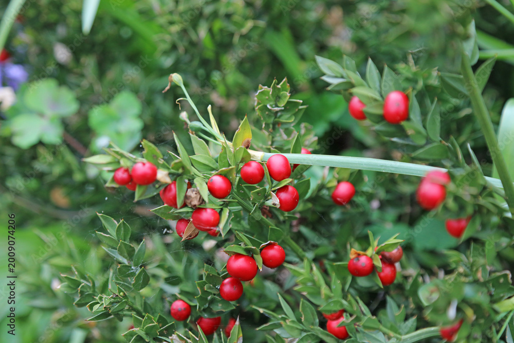 Obraz premium Macro image of Butcher's Broom berries, Warwickshire England 
