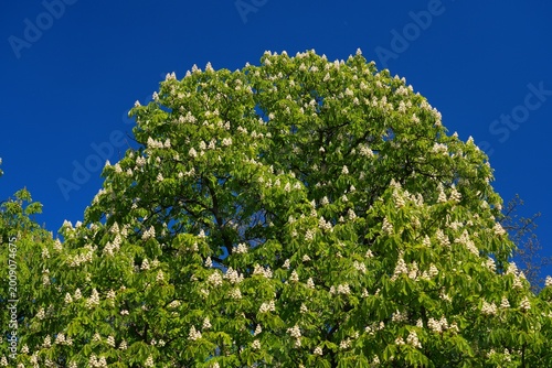 Horse chestnut tree blossoms in Europe. European nature - Horse chestnut (Aesculus hippocastanum) trees in Poland.