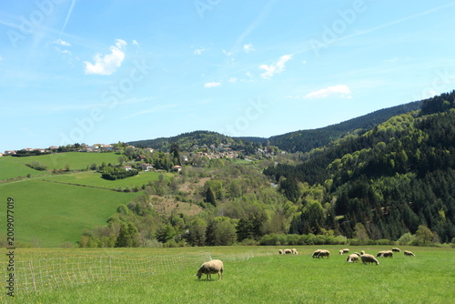 Moutons du Pilat