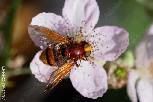 Hornet hoverfly