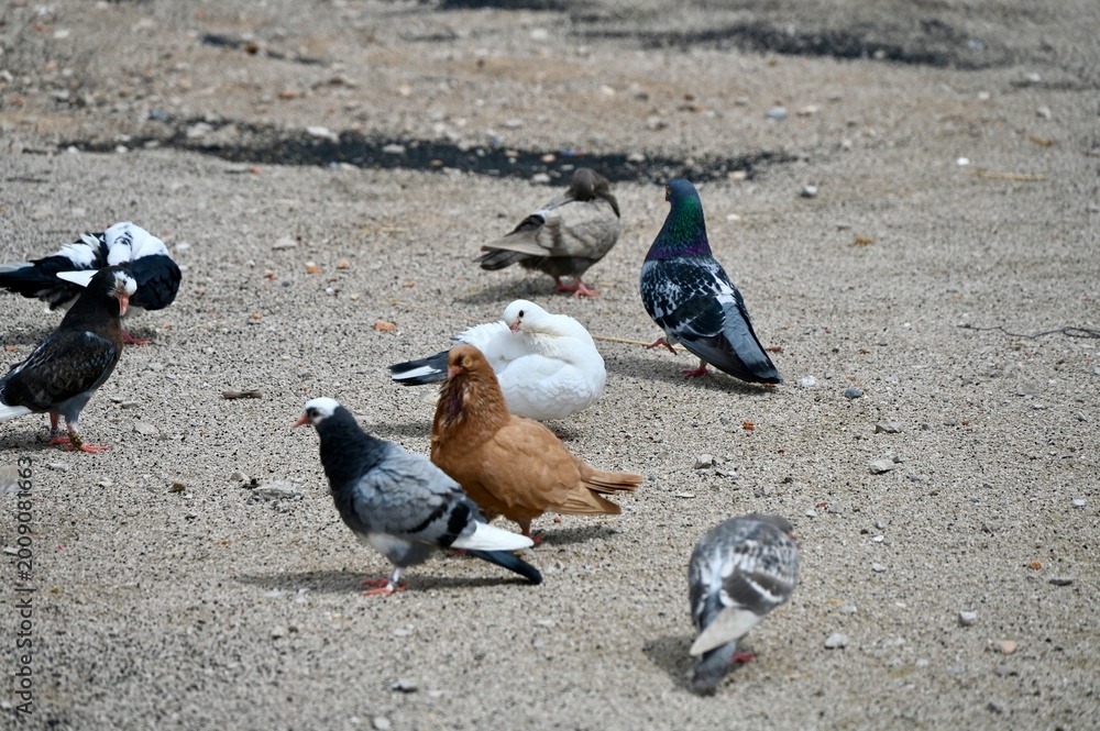 Fototapeta premium A group of pigeons of different colors, including white, ginger, and grey, standing on the ground outdoors.