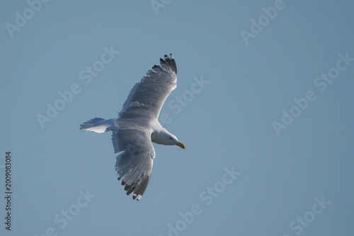 Seagull soaring in the ocean air against deep blue sky. 
