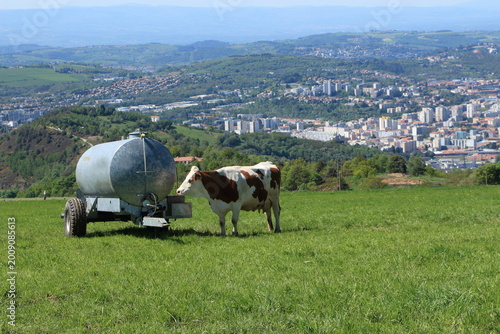 Vache et abreuvoir