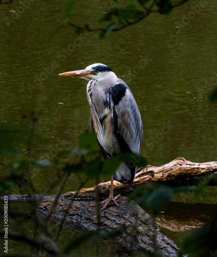 Принти на полотні Grey Heron