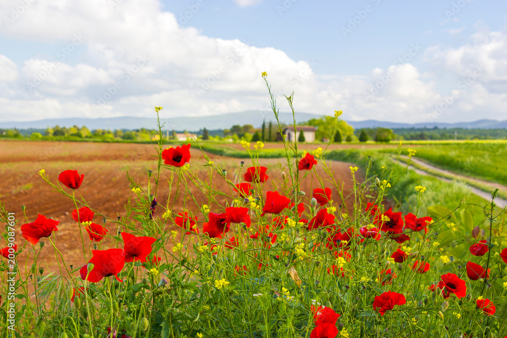 Naklejka premium typical tuscan landscape in spring time