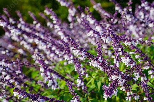 Flowers bloom in a sunny garden with rows of purple and white petals during daylight in spring season