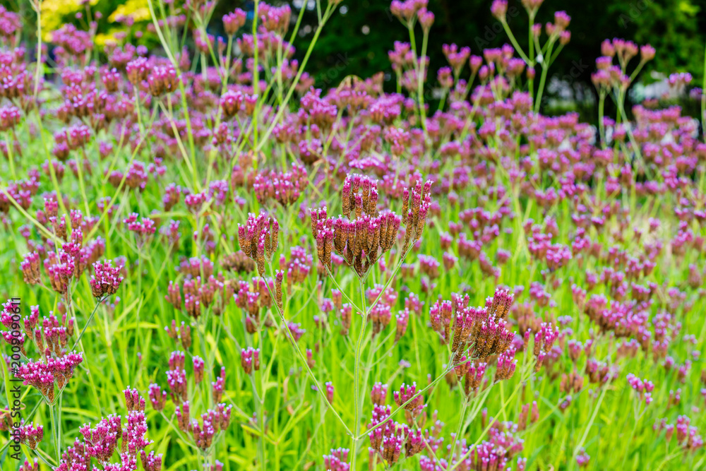 Obraz premium Pink flowers bloom in a garden during a sunny day in the spring season