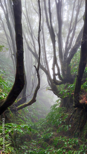 Walking south part of Sao Miguel biggest island of Azores