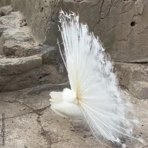 white peacock feather