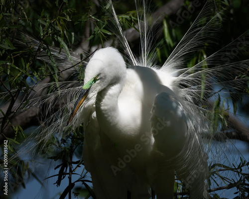 Tablou pe pânză Great Egret with breeding plumage