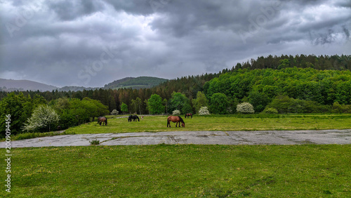 Schilderij op canvas Caballos pastando libremente en un exuberante prado verde bajo un cielo gris dramático