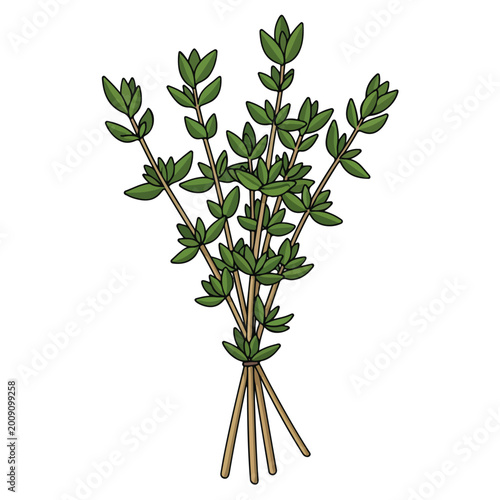 fresh thyme herb sprig bundle cartoon vector illustration