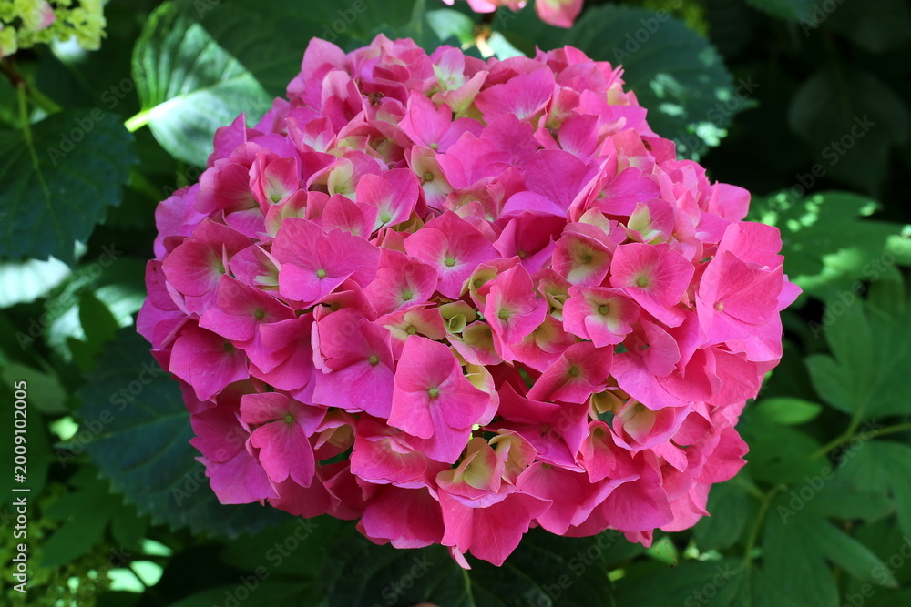 Fototapeta premium Bright pink hydrangea blooms in a garden during a sunny afternoon in summer