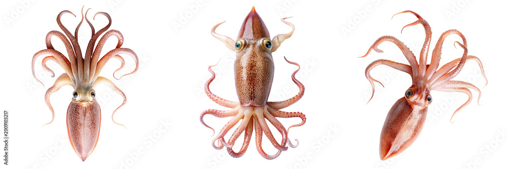 Fototapeta premium Set of a squid in all its intricate glory isolated on a transparent background