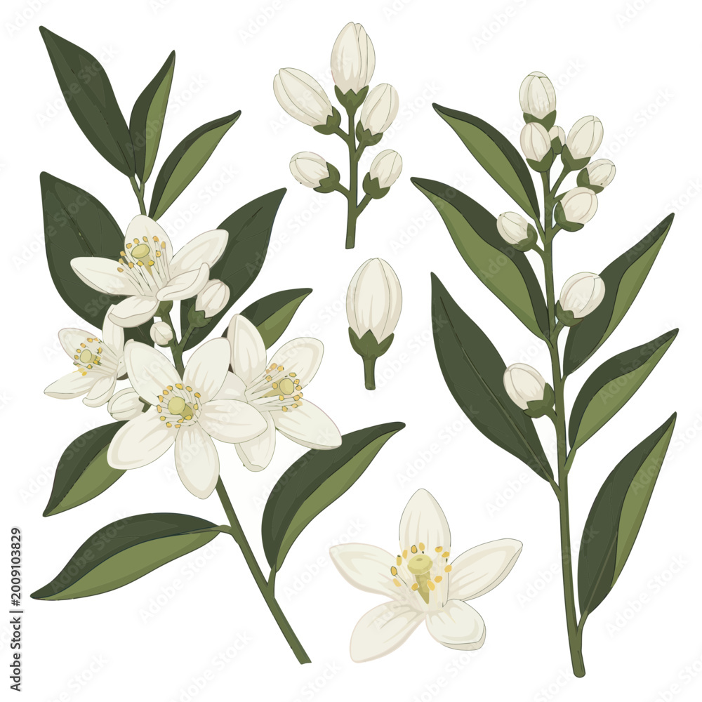 Fototapeta premium Orange Blossom Branch with Flowers and Buds, Botanical Illustration
