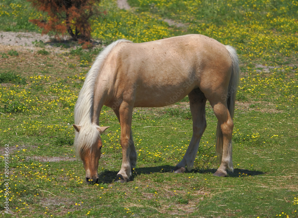 Fototapeta premium Corralled wild ponies grazing among yellow flowers on Ocracoke Island, NC. 