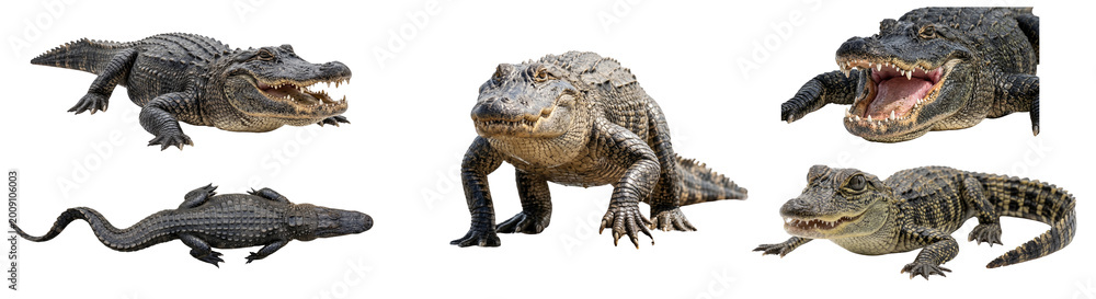 Fototapeta premium Group of diverse alligators, adult and baby, showing different poses and expressions, some with open mouths and sharp teeth, realistic wild animals isolated on transparent background