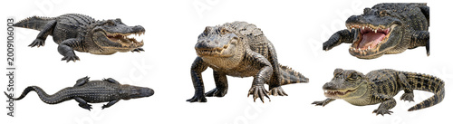 Canvas Print Group of diverse alligators, adult and baby, showing different poses and express