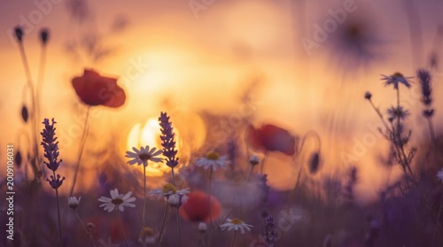 Art Wild flowers in a meadow at sunset. Macro image, shallow depth of field. Abstract august summer nature background 
