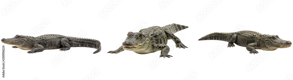 Obraz premium Three alligators in dynamic poses, side profile and front view, showing their scaly bodies and determined expressions, aggressive reptiles in motion, isolated on transparent background for design.