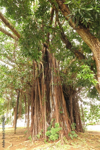 Parco Naturale La Vanille, un parco nazionale di Mauritius (noto anche come Parco dei Coccodrilli La Vanille), si trova a Rivière des Anguilles, nel sud dell'isola.