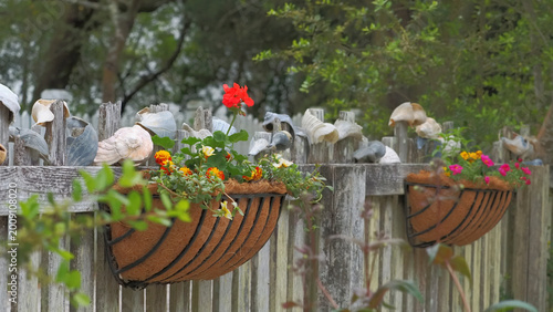 Foto Colorful hanging flower basket of geraniums with conk shells and seashells arranged on picket fence Ocracoke Island, NC on Howard Street