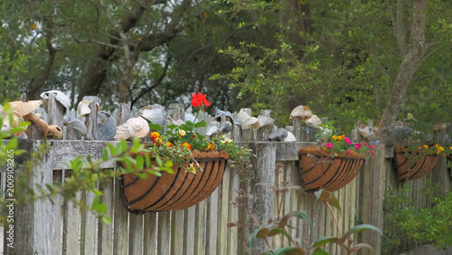 Photography Colorful hanging flower basket of geraniums with conk shells and seashells arranged on picket fence Ocracoke Island, NC on Howard Street